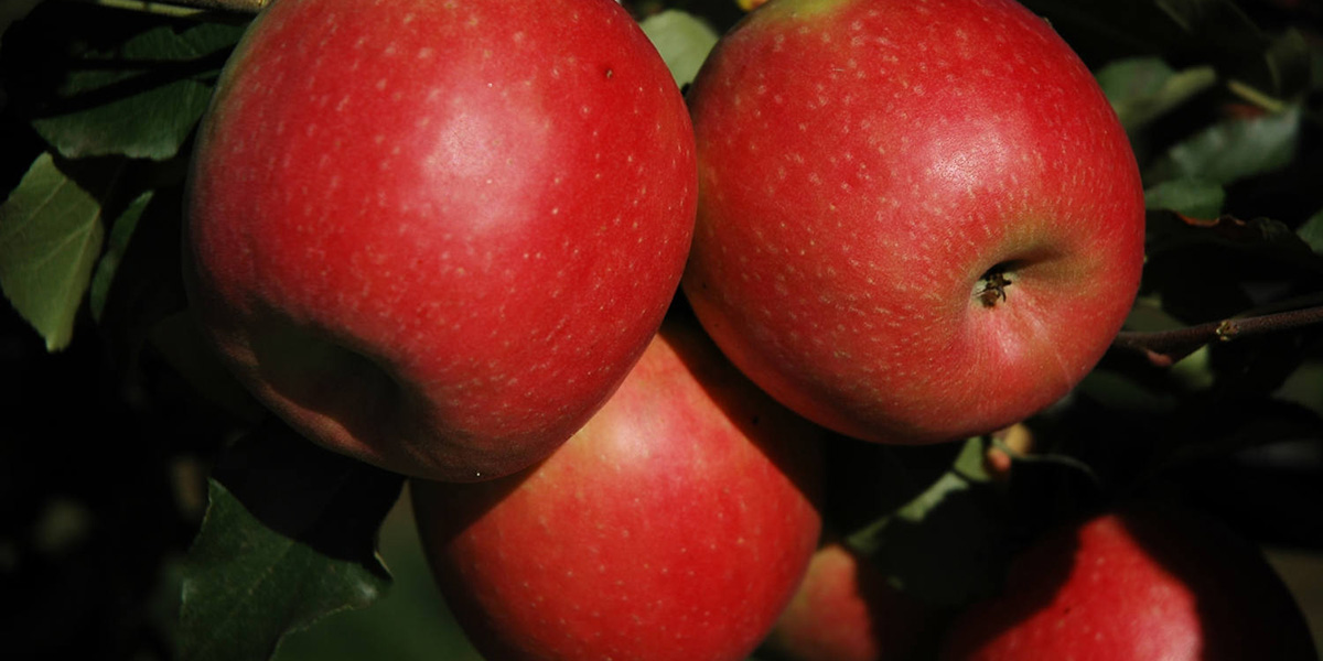 L’innovazione varietale in vetrina a Macfrut